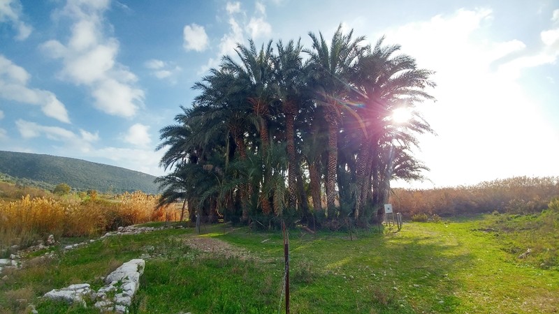 LETO HURMALIĞI